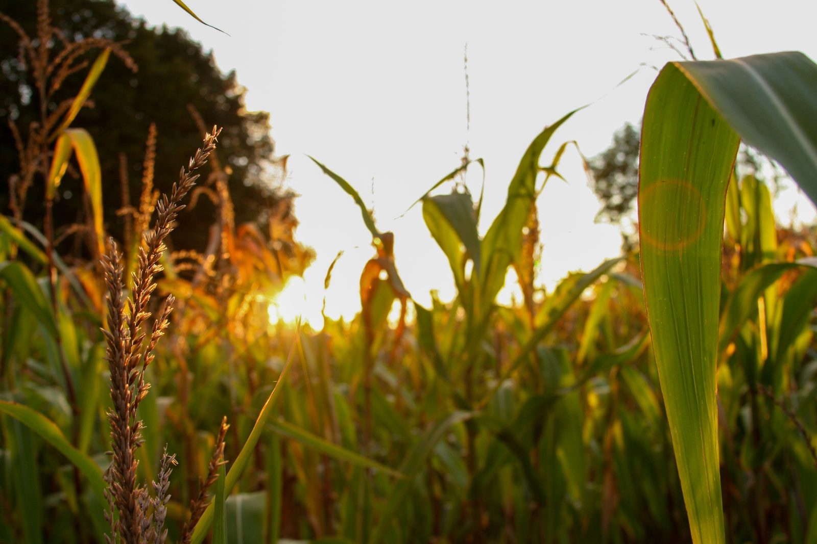 Zon door het graan langs de route